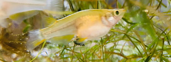 Free HTML5 Bootstrap Template by FreeHTML5.co